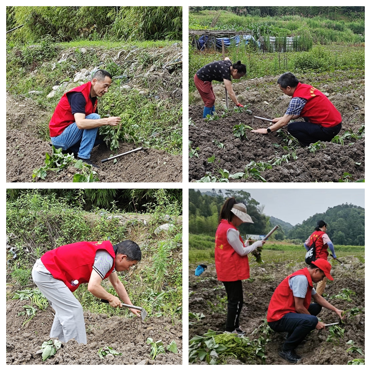 20230614我在乡间有亩田主题党日活动3