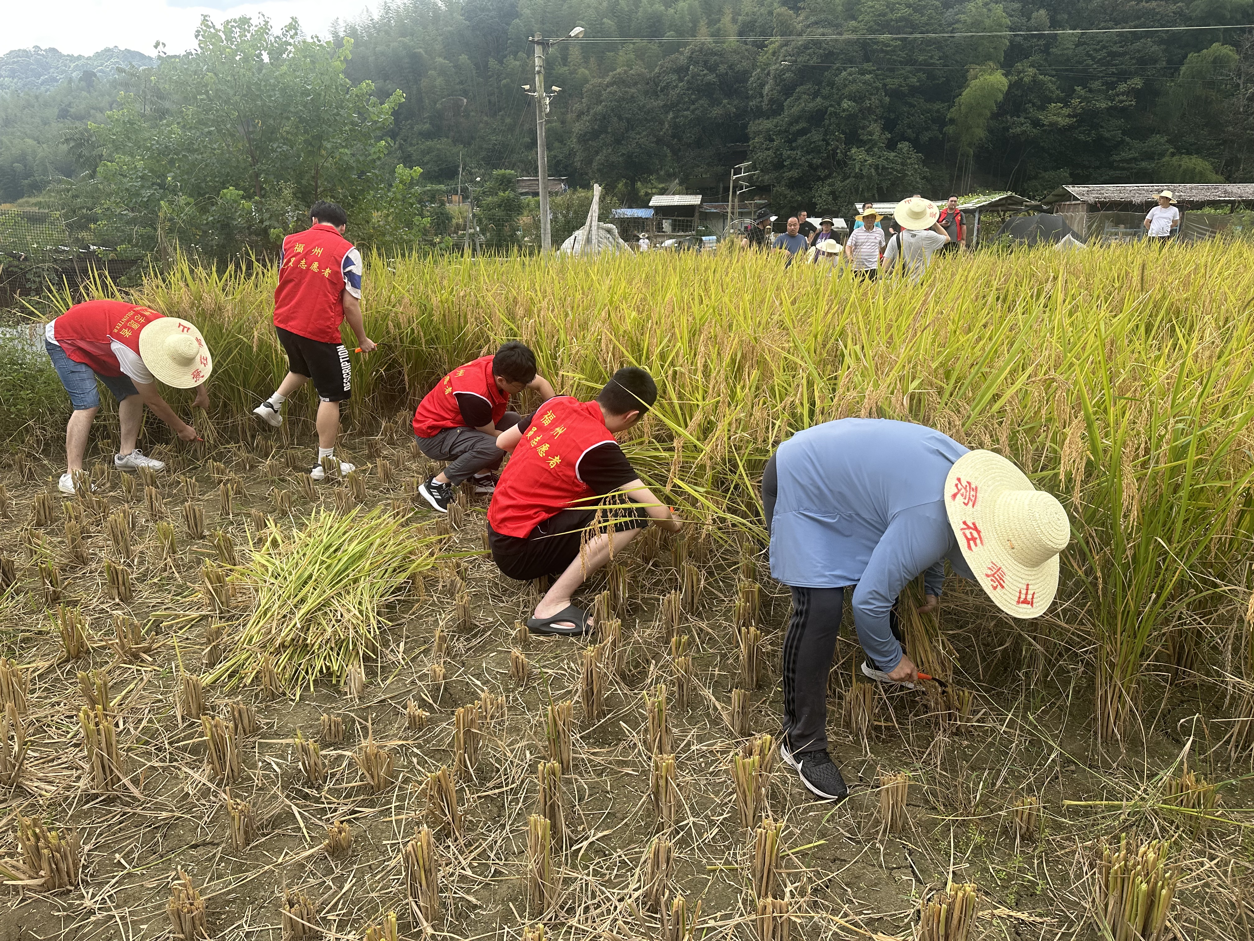 市邮政管理局——市邮政管理局联合市快递行业党委开展”我在乡间有亩田“秋收劳动主题党日活动（5）