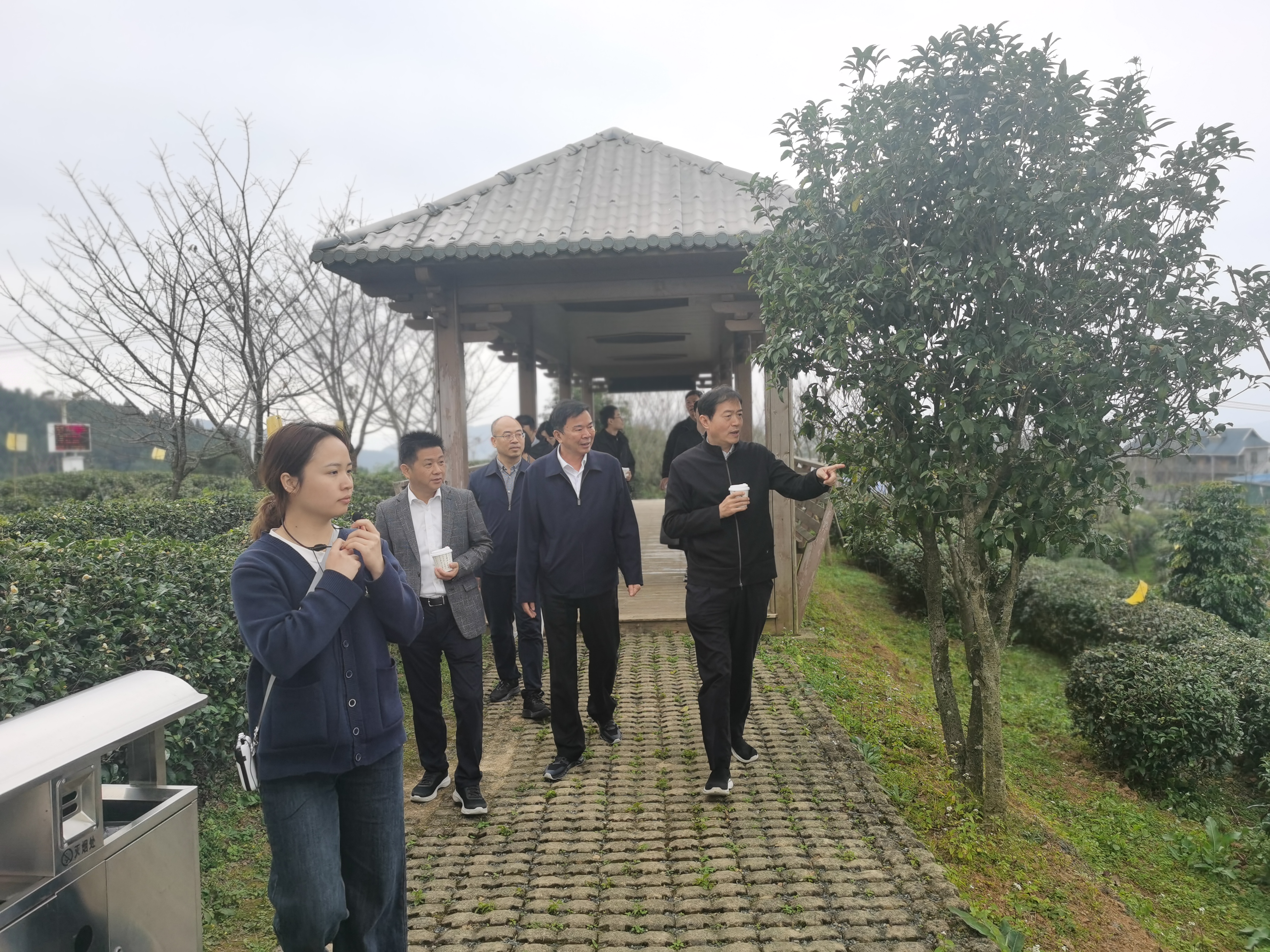 宦溪镇春伦生态茶园1